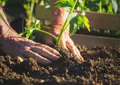 5 Surprising Health Benefits of Gardening for Active Older Adults